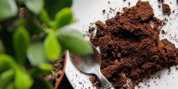 What to do with the used coffee grounds? Interesting tips